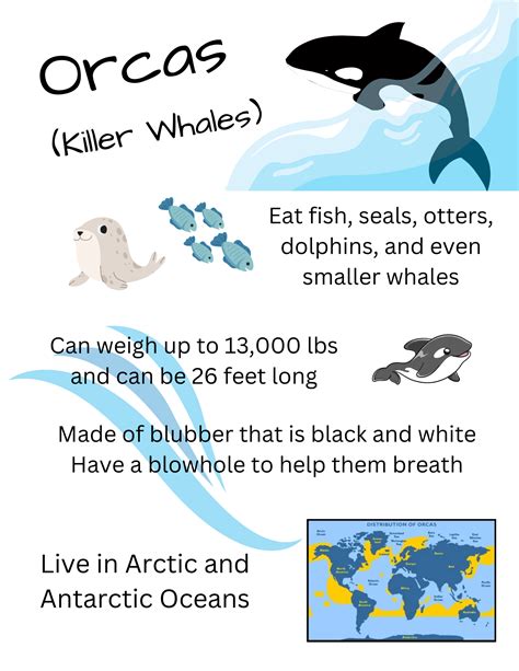 olrcams|Wildlife Fact Sheets: Orca .